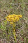 Low pinebarren milkwort